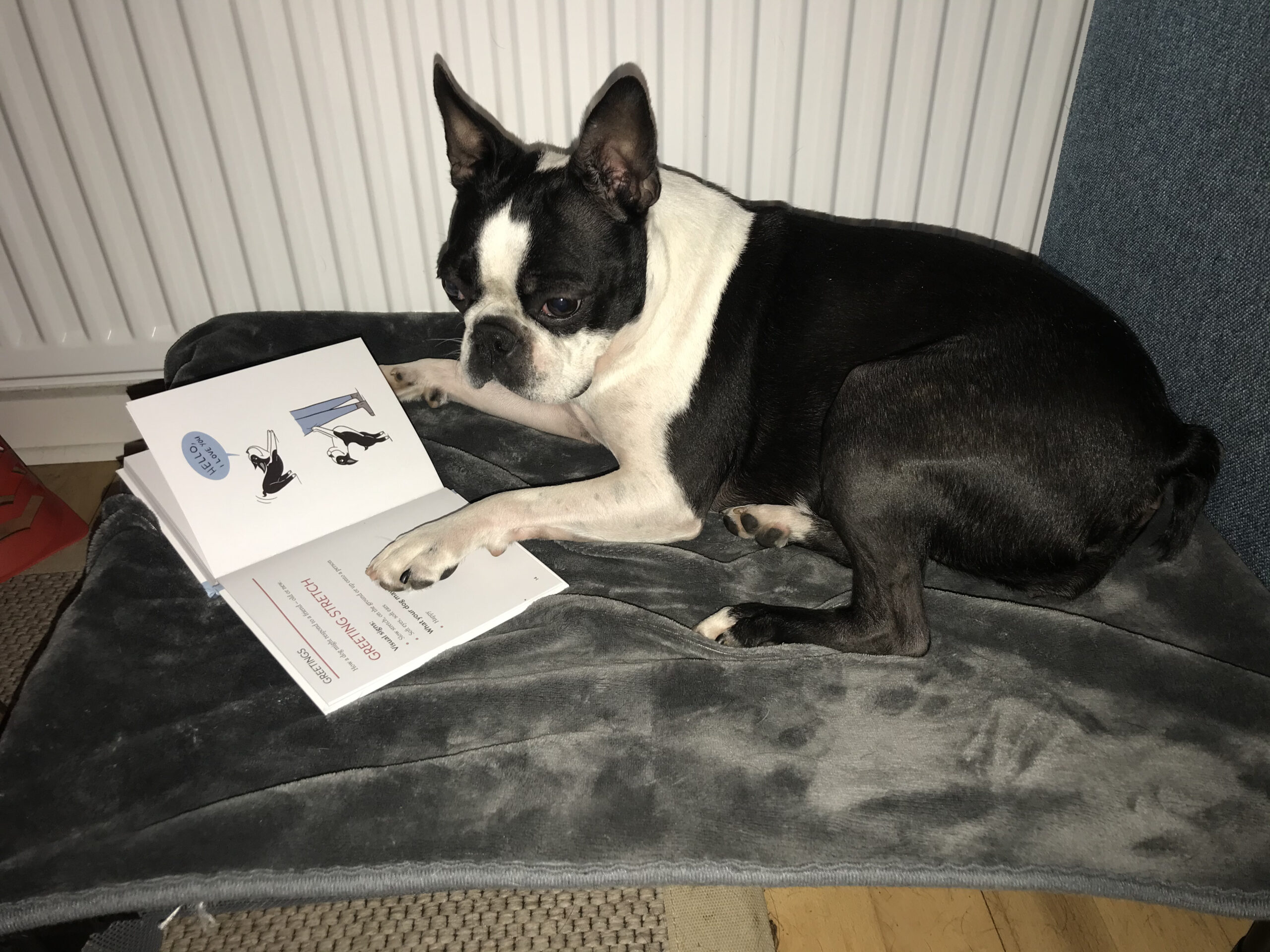 Akira reading the Doggy Language book