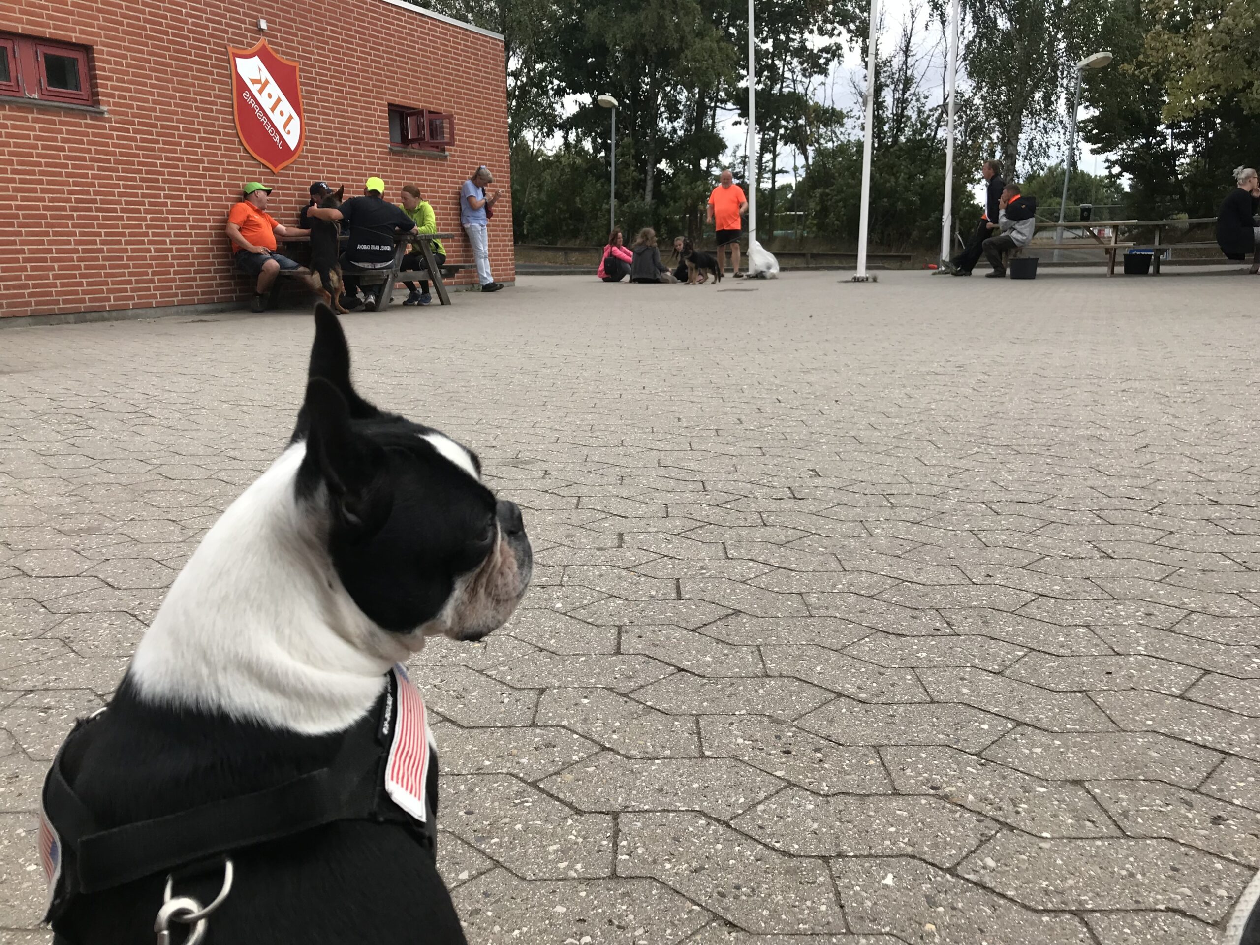 Akira watching the world at a local dog show